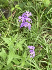 Heliotropium amplexicaule