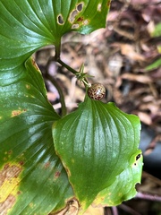 Maianthemum dilatatum