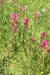 Castilleja lassenensis
