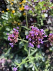 Verbena brasiliensis