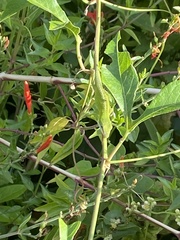 Anolis carolinensis