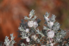 Dissocarpus paradoxus