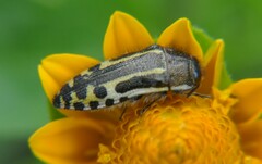 Acmaeodera scalaris