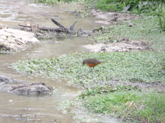 Turdus rufiventris