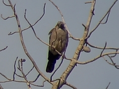 Garrulus glandarius