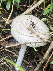 Fungi