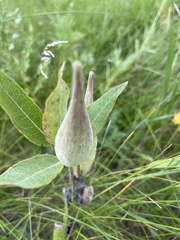 Asclepias
