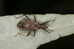 Himacerus apterus