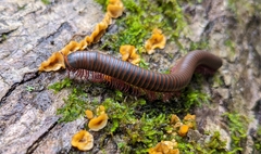 Narceus americanus