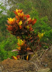 Codiaeum variegatum