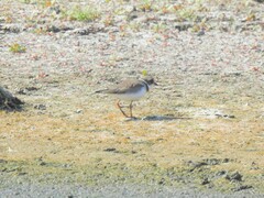 Charadrius semipalmatus