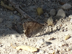 Hipparchia statilinus