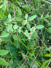 Croton monanthogynus