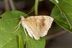 Camptogramma bilineata