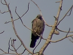 Garrulus glandarius