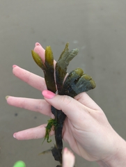 Fucus distichus