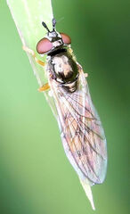 Platycheirus