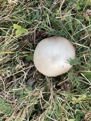 Agaricus arvensis