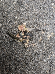 Geothlypis trichas