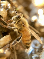 Apis mellifera