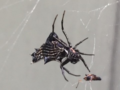 Micrathena gracilis