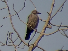 Garrulus glandarius