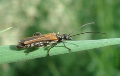Oedemera femorata