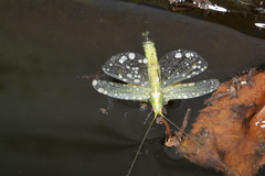 Meconema thalassinum