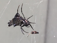Micrathena gracilis