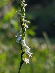 Spiranthes lacera gracilis
