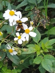 Bombus sonorus