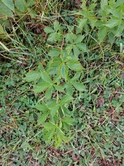 Rubus allegheniensis