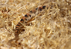 Pituophis catenifer catenifer