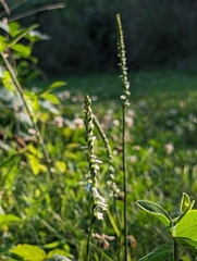 Spiranthes lacera gracilis