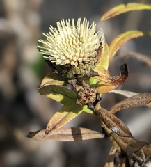 Carlina falcata image