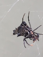 Micrathena gracilis