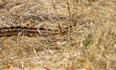 Pituophis catenifer catenifer