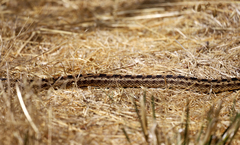 Pituophis catenifer catenifer