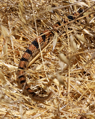 Pituophis catenifer catenifer