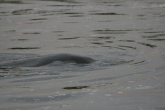 Trichechus manatus