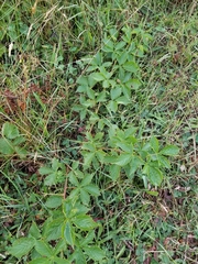 Rubus allegheniensis