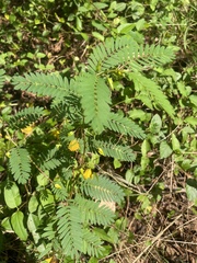 Chamaecrista