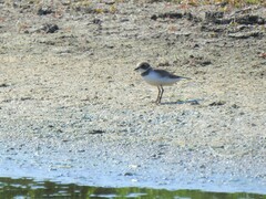 Charadrius semipalmatus