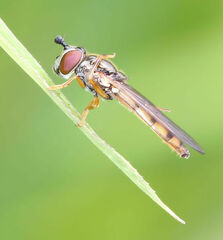 Platycheirus