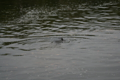 Trichechus manatus