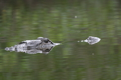 Alligator mississippiensis