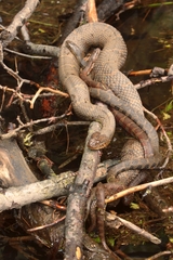 Nerodia sipedon sipedon