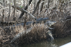 Alligator mississippiensis