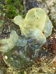 Tremella