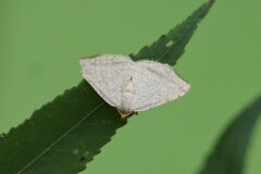 Taeniogramma octolineata